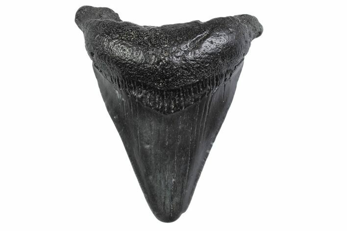 Juvenile Megalodon Tooth - South Carolina #370295